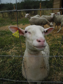 Photo des moutons